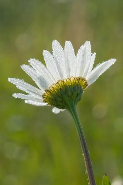 Daisy in the dew — Stock Photo, Image