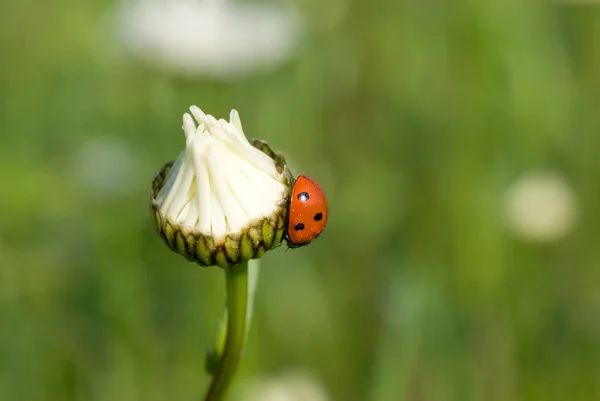 Nyckelpiga på en blomma unblown — Stockfoto