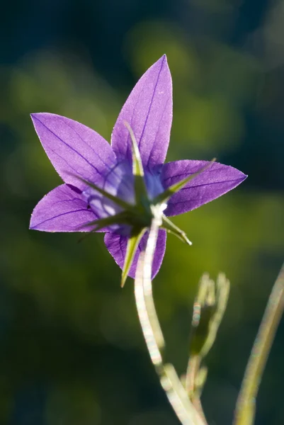 Flower bell — Stock Photo, Image