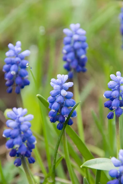 Fleurs bleues dans le champ — Photo