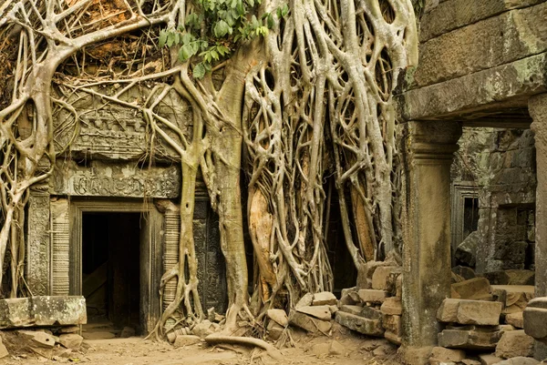 Angkor wat — Stockfoto