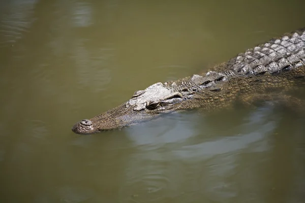 Crocodile siamois — Photo