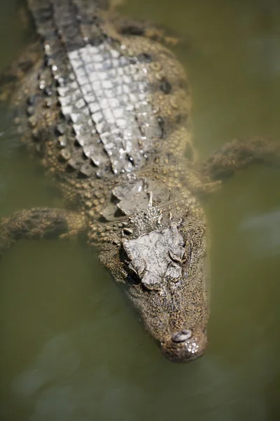 Sziámi krokodil — Stock Fotó
