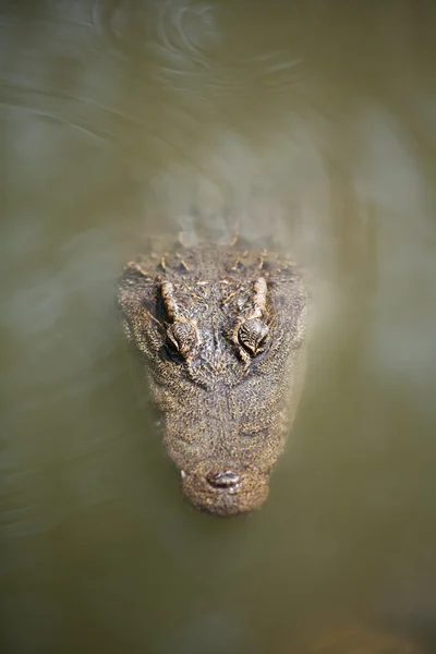 暹罗鳄鱼 — 图库照片
