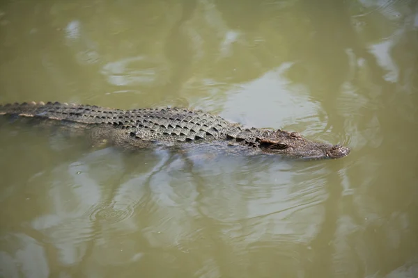 Krokodyl Syjamski — Zdjęcie stockowe
