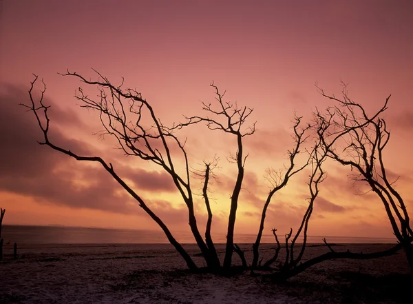 stock image Florida