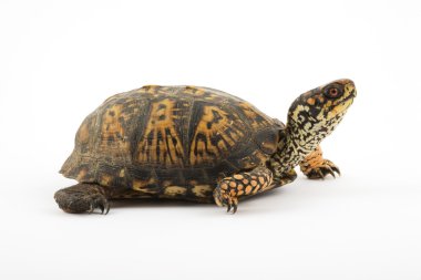 Box Turtle clipart