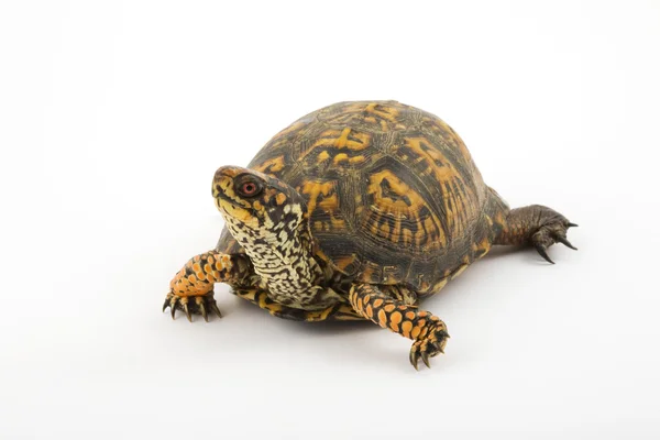 Scatola tartaruga — Foto Stock