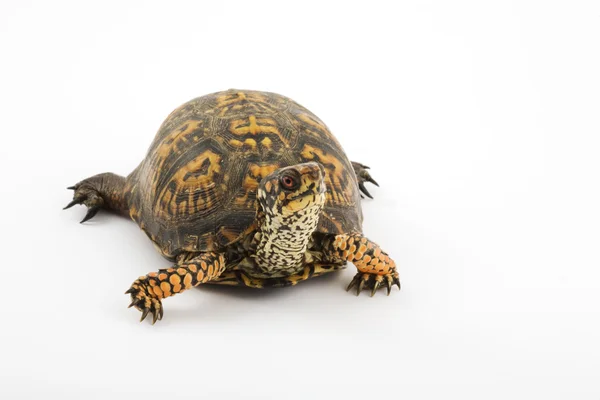 Scatola tartaruga — Foto Stock