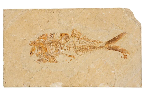 Απολιθωμένα ψάρια — Φωτογραφία Αρχείου