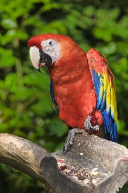 Scarlet Macaw clipart