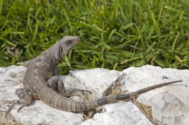 Iguana