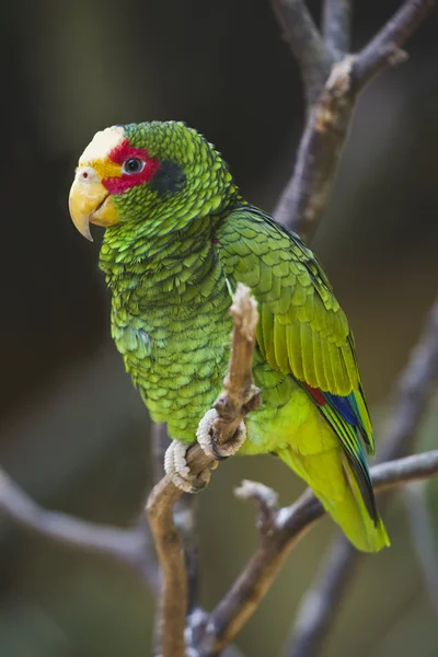 Sarı lored papağan — Stok fotoğraf