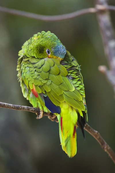 Papagaio-de-frentes-brancas — Fotografia de Stock