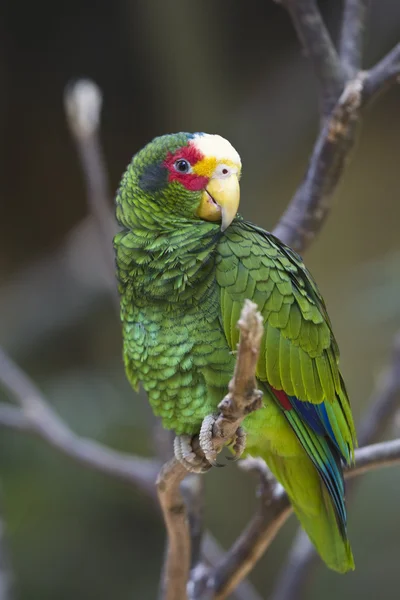 Žlutá vých papoušek — Stock fotografie