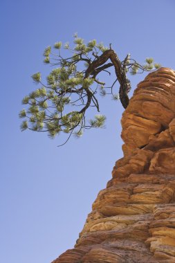 Zion national park