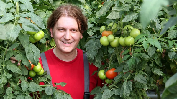 Pracownik uśmiechający się zbieranie pomidory — Zdjęcie stockowe
