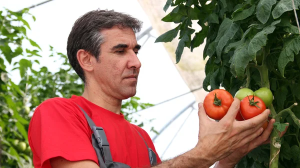 Trabajador recogiendo tomates —  Fotos de Stock