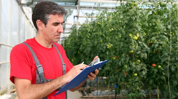 Arbetaren skriver Urklipp i växthus — Stockfoto