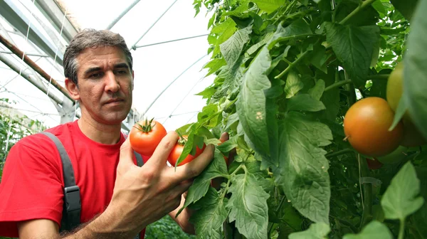 Tomat skörd i växthus — Stockfoto