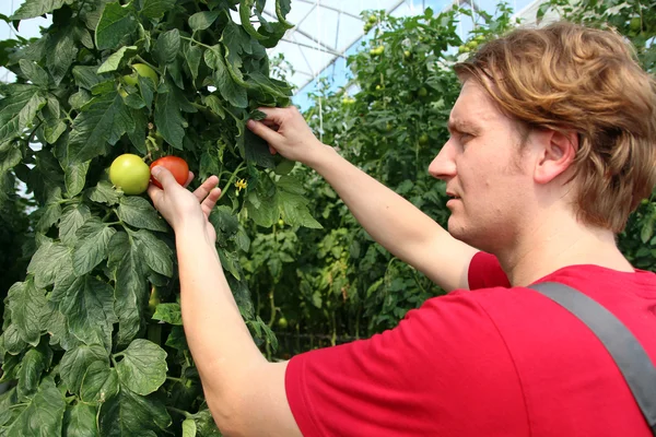 Фермер собирает спелые помидоры — стоковое фото