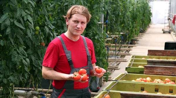 Arbetstagaren anläggning tomater i växthus — Stockfoto