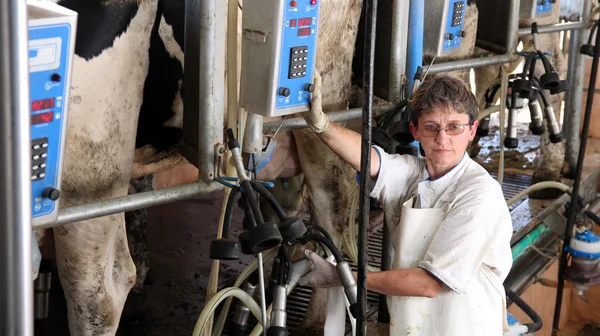 Farm Worker Milking Cows — Stock Photo, Image