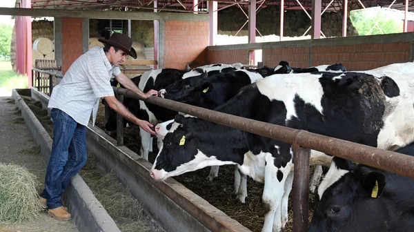 Agricultor en su granja de vacas —  Fotos de Stock