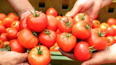 Tomato Harvest clipart