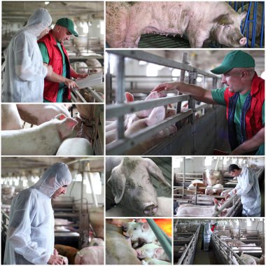 Pig Farming Management - Collage clipart
