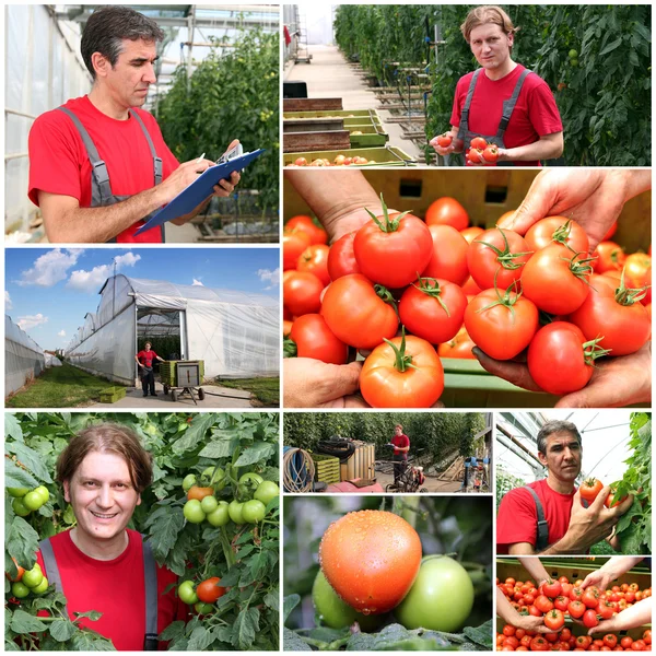 Tomater växer i ett växthus - collage — Stockfoto