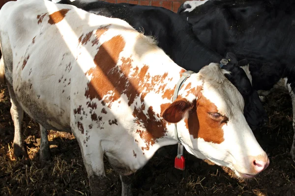 Молочный портрет коровы — стоковое фото