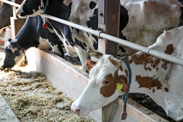Vacas leiteiras em um celeiro — Fotografia de Stock