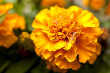 sarı turuncu çiçek kadife çiçeği