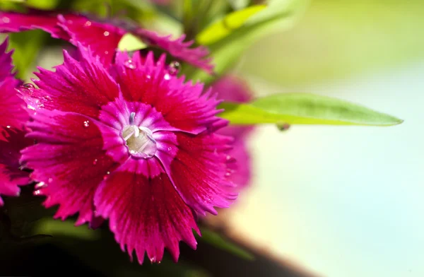 Small magenta flowers — Stock Photo, Image