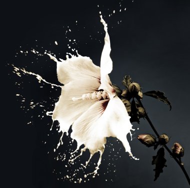 White splash flowers