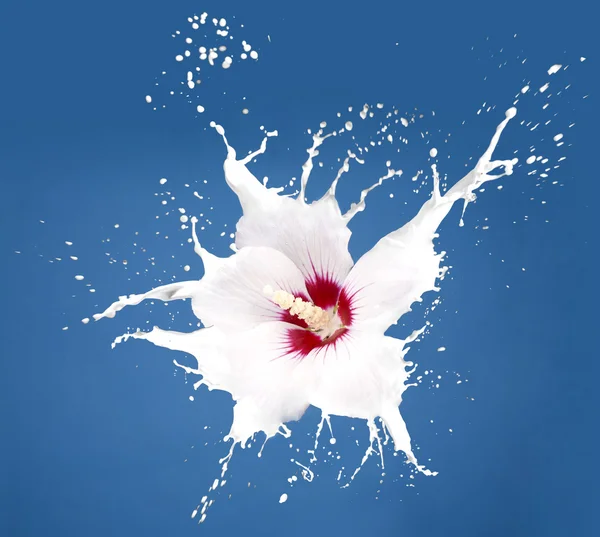 Kwiaty białe splash — Zdjęcie stockowe