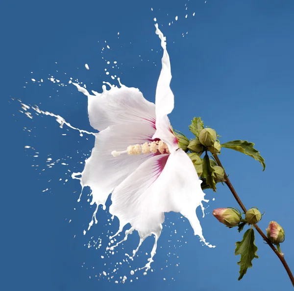 Úvodní bílé květy — Stock fotografie