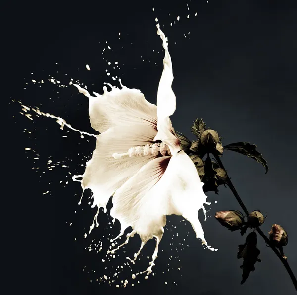 Vita stänk blommor — Stockfoto