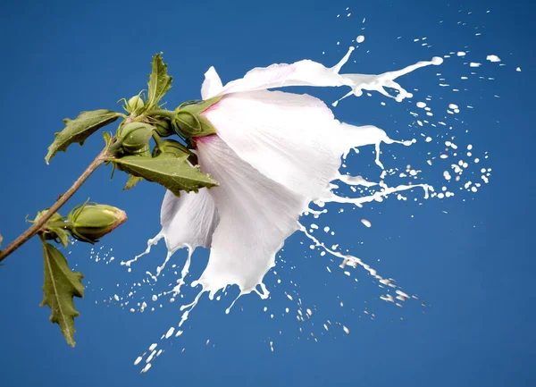 Белый всплеск цветов — стоковое фото