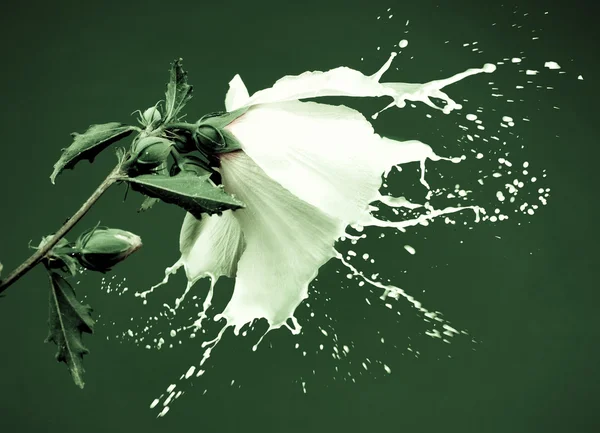 Witte splash bloemen — Stockfoto