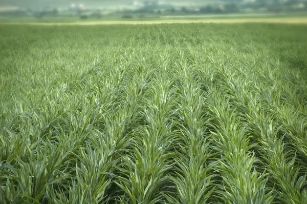 Green corn chain organic farm food — Stock Photo, Image