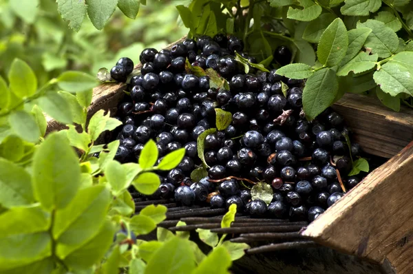 stock image Cranberries