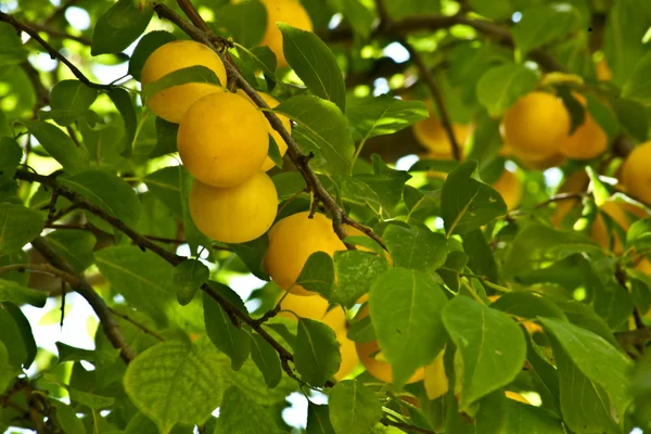 stock image Yellow mirabelle with green leafs