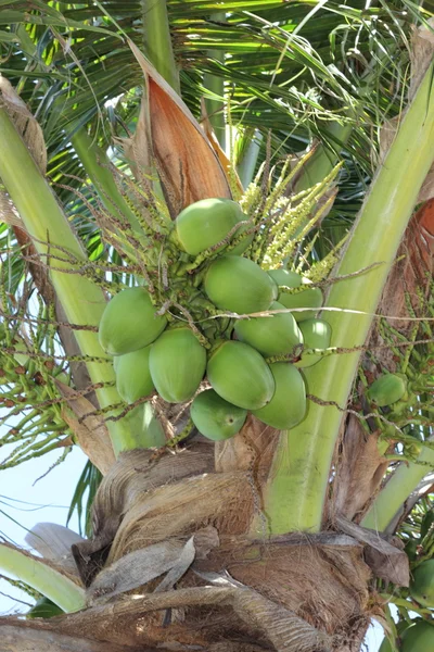 stock image Tropical Palmtrees