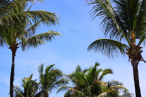 Tropical Palmtrees — Stock Photo, Image