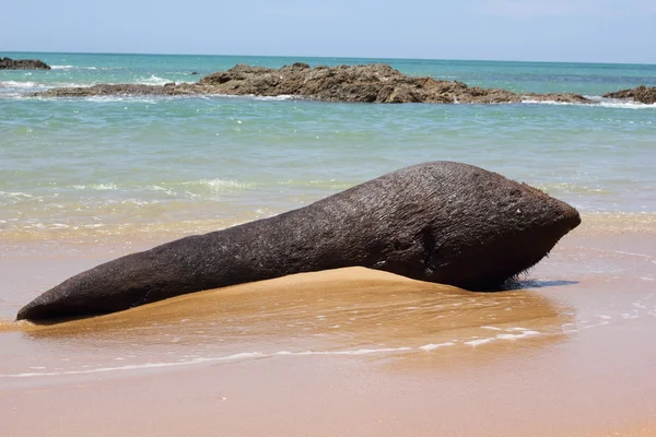 Stock image Beach debris