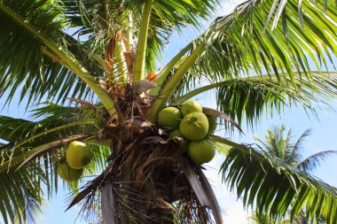 tropik palmtrees