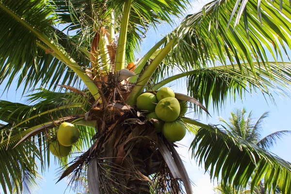 Tropik palmtrees — Stok fotoğraf
