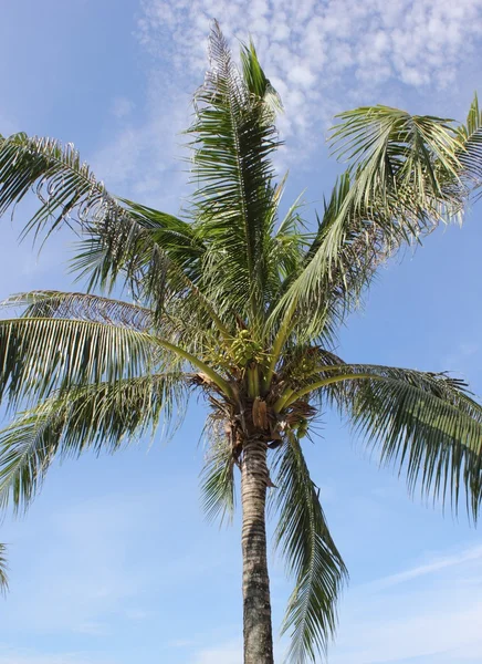 Tropical Palmtrees — Stock Photo, Image